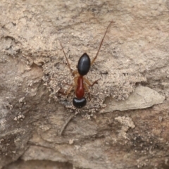 Camponotus nigriceps at Chakola, NSW - 15 Oct 2023