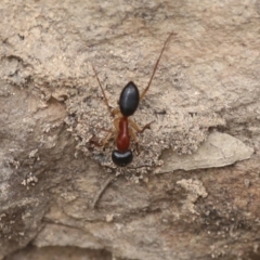 Camponotus nigriceps at Chakola, NSW - 15 Oct 2023 11:55 AM