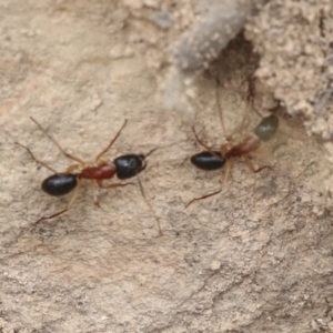 Camponotus nigriceps at Chakola, NSW - 15 Oct 2023
