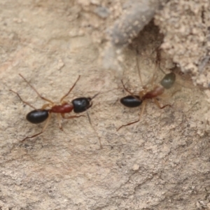 Camponotus nigriceps at Chakola, NSW - 15 Oct 2023 11:55 AM