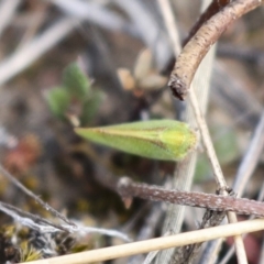 Cicadellidae (family) (Unidentified leafhopper) at Chakola, NSW - 15 Oct 2023 by AlisonMilton