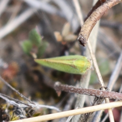 Cicadellidae (family) (Unidentified leafhopper) at Chakola, NSW - 15 Oct 2023 by AlisonMilton