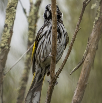 Phylidonyris novaehollandiae (New Holland Honeyeater) at Woodstock Nature Reserve - 15 Oct 2023 by trevsci