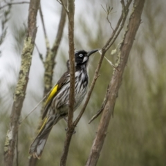 Phylidonyris novaehollandiae at Coree, ACT - 15 Oct 2023