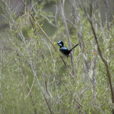 Malurus cyaneus (Superb Fairywren) at Woodstock Nature Reserve - 15 Oct 2023 by trevsci