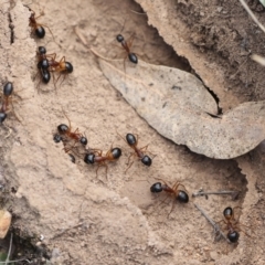 Camponotus consobrinus (Banded sugar ant) at Chakola, NSW - 15 Oct 2023 by AlisonMilton