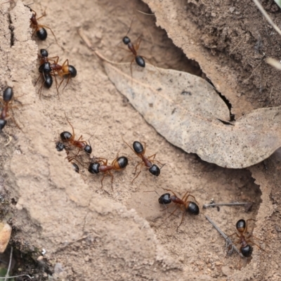 Camponotus consobrinus (Banded sugar ant) at Chakola, NSW - 15 Oct 2023 by AlisonMilton
