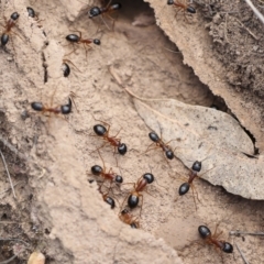 Camponotus consobrinus at Chakola, NSW - 15 Oct 2023 10:01 AM