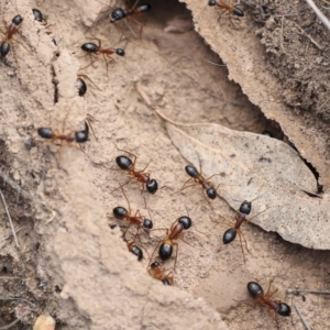 Camponotus consobrinus at Chakola, NSW - 15 Oct 2023 10:01 AM