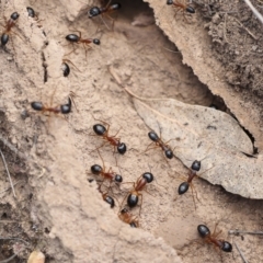 Camponotus consobrinus at Chakola, NSW - 15 Oct 2023