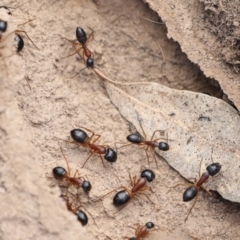 Camponotus consobrinus at Chakola, NSW - 15 Oct 2023