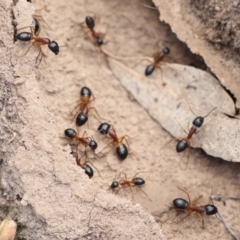 Camponotus consobrinus at Chakola, NSW - 15 Oct 2023