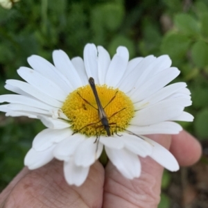 Enchoptera apicalis at QPRC LGA - 15 Oct 2023