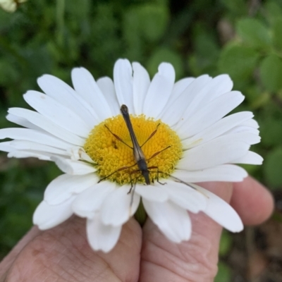 Enchoptera apicalis (Longhorn beetle) at QPRC LGA - 15 Oct 2023 by stellabellaxx