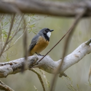 Pachycephala rufiventris at Coree, ACT - 15 Oct 2023