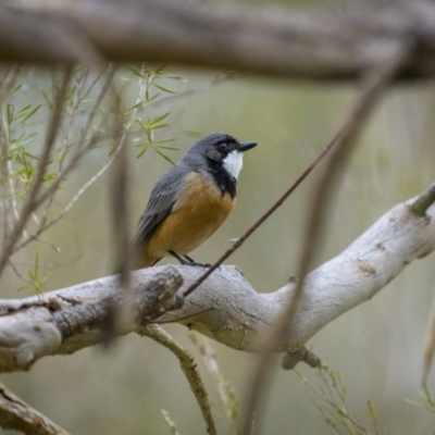 Pachycephala rufiventris (Rufous Whistler) at Woodstock Nature Reserve - 15 Oct 2023 by trevsci