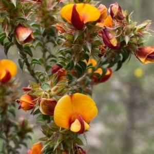 Pultenaea procumbens at Paddys River, ACT - 23 Nov 2022