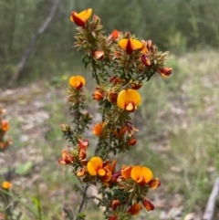 Pultenaea procumbens at Paddys River, ACT - 23 Nov 2022