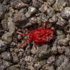 Trombidiidae (family) (Red velvet mite) at Coree, ACT - 15 Oct 2023 by trevsci