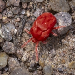 Trombidiidae (family) at Coree, ACT - 15 Oct 2023 12:15 PM