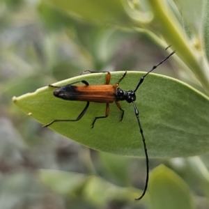 Tritocosmia atricilla at Bungonia, NSW - 15 Oct 2023