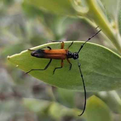 Tritocosmia atricilla (Longhorn or longicorn beetle) at Bungonia, NSW - 15 Oct 2023 by Csteele4