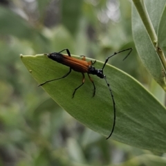 Tritocosmia atricilla at Bungonia, NSW - 15 Oct 2023