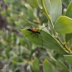 Tritocosmia atricilla at Bungonia, NSW - 15 Oct 2023