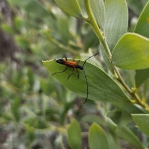 Tritocosmia atricilla at Bungonia, NSW - 15 Oct 2023