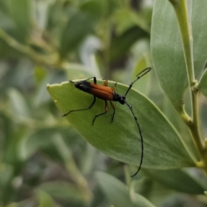 Tritocosmia atricilla at Bungonia, NSW - 15 Oct 2023