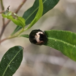 Callidemum hypochalceum at Bungonia, NSW - 15 Oct 2023