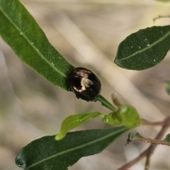 Callidemum hypochalceum at Bungonia, NSW - 15 Oct 2023 04:58 PM