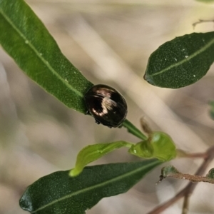 Callidemum hypochalceum at Bungonia, NSW - 15 Oct 2023