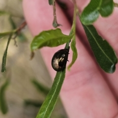 Callidemum hypochalceum at Bungonia, NSW - 15 Oct 2023 04:58 PM