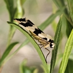 Termessa laeta (Termessa laeta) at Bungonia, NSW - 15 Oct 2023 by Csteele4