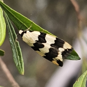 Termessa laeta at Bungonia, NSW - 15 Oct 2023