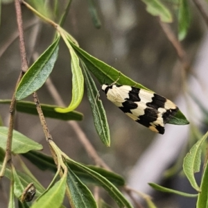 Termessa laeta at Bungonia, NSW - 15 Oct 2023