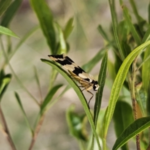 Termessa laeta at Bungonia, NSW - 15 Oct 2023