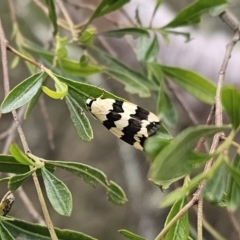 Termessa laeta at Bungonia, NSW - 15 Oct 2023