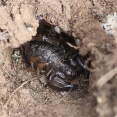 Urodacus manicatus (Black Rock Scorpion) at Chakola, NSW - 15 Oct 2023 by AlisonMilton