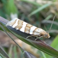 Subfurcatana subfurcatana (A Tortricid moth) at Mongarlowe River - 15 Oct 2023 by arjay