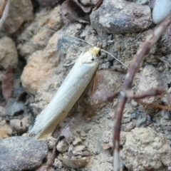 Unidentified Moth (Lepidoptera) at QPRC LGA - 15 Oct 2023 by arjay