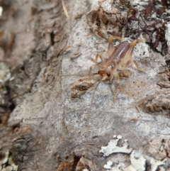 Gryllacrididae sp. (family) (Wood, Raspy or Leaf Rolling Cricket) at Charleys Forest, NSW - 15 Oct 2023 by arjay