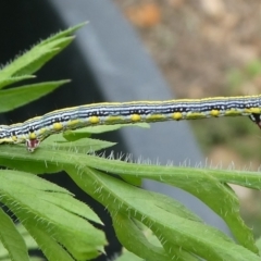 Chlenias (genus) (A looper moth) at QPRC LGA - 15 Oct 2023 by arjay