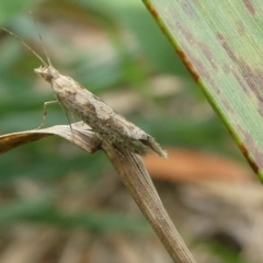 Plutella xylostella (Diamondback Moth) at Charleys Forest, NSW - 15 Oct 2023 by arjay