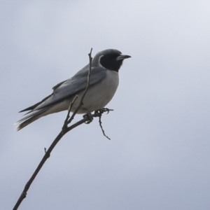 Artamus personatus at Chakola, NSW - 15 Oct 2023 03:18 PM