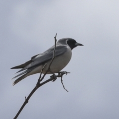 Artamus personatus at Chakola, NSW - 15 Oct 2023 03:18 PM