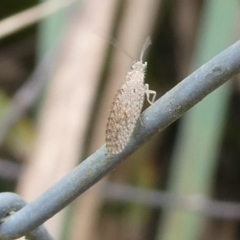 Osmylidae sp. (family) (Osmylid lacewing) at Charleys Forest, NSW - 15 Oct 2023 by arjay