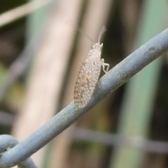 Osmylidae sp. (family) (Osmylid lacewing) at QPRC LGA - 15 Oct 2023 by arjay