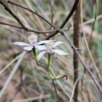 Caladenia moschata (Musky Caps) at Black Mountain - 15 Oct 2023 by BethanyDunne